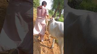 الرجل يأخذ بقرته إلى الحقل#cowvideos