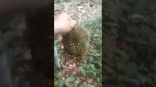 Nungguin Durian Jatuh,  #durianmontong #shorts