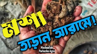 খামারে কয়েল এর বিকল্প ||  Purbasha Agro