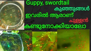 Guppy swordtail baby Who among these is beautiful?//ആരാണ് സുന്ദരനും സുന്ദരിയും/#guppy/#swordtail