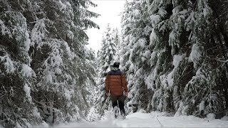 Norwegian Forest Hike