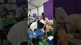 Grooming my dog for Westminster Dog Show