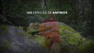 140 especies de anfibios, protegidos en el Chocó Andino ecuatoriano