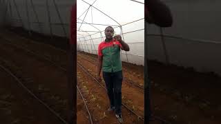 Demonstration of planting in a greenhouse