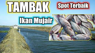 Mancing Ikan Mujair Di Tambak Hasilnya Melimpah