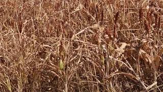 sorgo granilífero infestado por sorgo halepense.