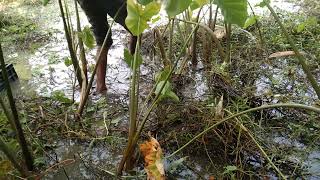 Very small boy catching big fish Best hand fishing..Hand catfish catching. Best fisherman fishing..