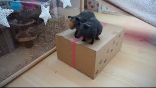 Surprise Pet Package! | ft the skinny pigs