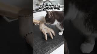 Cats react to Thing