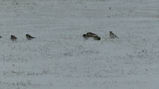 Snow Buntings