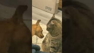 Cat and Dog Play #Shorts