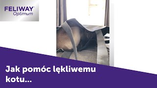 Jak pomóc lękliwemu kotu? | FELIWAY Optimum