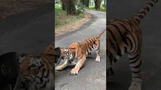 Tiger Dragging a Car