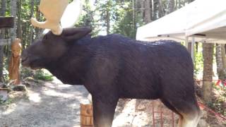 Chainsaw carved moose