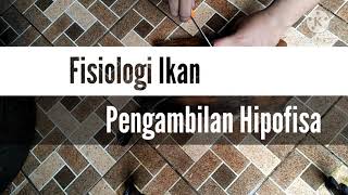 Pengambilan Hipofisa Ikan Lele - Fisiologi Ikan