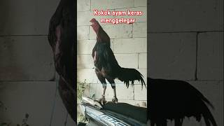 Kokok ayam BB menggelegar #ayam #ayambangkok #ayambangkokklasik #ayamkhoyngon