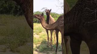 Female Camel With Baby In Thar Site 🐪😍#camelbaby #animals