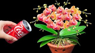 Eat a can of cocacola, your orchid will thrive and bloom explosively