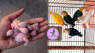 MY LOVE BIRDS 2ND CLUTCH BREEDING PROGRESS | SEASON 2024 | AA BIRDS INFORMATION