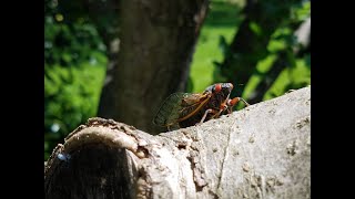 Our 2021 Brood X Cicadas Finally Arrived,  May 18, 2021