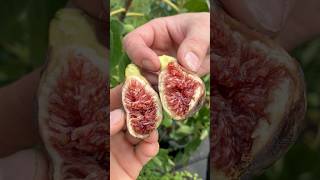 Coll de Dama Mutante Fig - Incredible #fig #figtree #figboss #gardeningtips #fruittrees