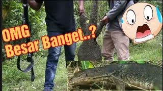 Biawak Terbesar Di Jawa Timur - Besar Banget - Miirip Buaya Predator