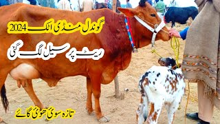 Today gondal mandi attock 2024|gondal mandi attock cow price|imported milking cow|Badwal Desi vlog|