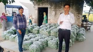 See green cucumber in winter season Bumper production.