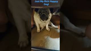 Just My Rich Happy Dog!