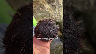 urchin spines are more useful than you may think