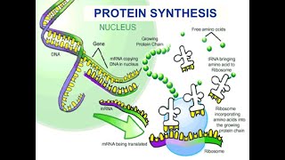 Protein synthesis Part 02 | PMS CHD GRADES 10