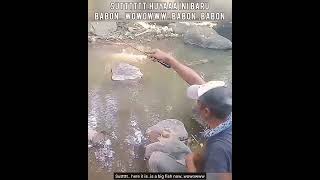 Info Mancing Wader Kepek Babon / Kepek Barb Fishing Info #Shorts