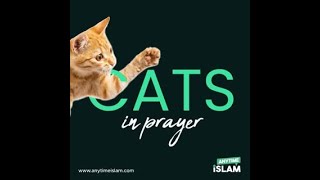 Cats in Prayer