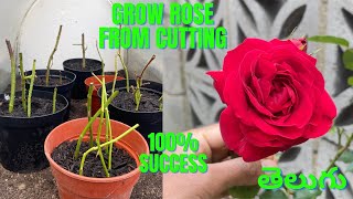 How to grow rose from cutting in Telugu | London Ranga #roseplanting