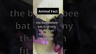 Animal Fact: 🦇🐝 The World's Smallest Mammal #shorts #nature #animals #facts #bat