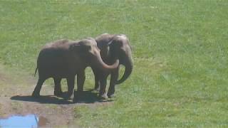 The Elephant Sanctuary | Debbie and Ronnie Reunite