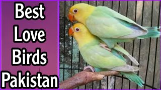 Best Love Birds Pakistan | Love Birds Business In Pakistan | EP 24