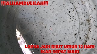 UMUR 12 HARI, LARVA JADI BIBIT IKAN SEPAT SIAM