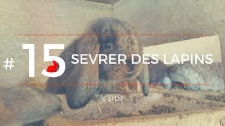 SEVRER DES LAPINS │LFDT #15