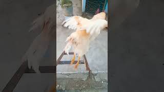 This hen so strong #shorts#hen