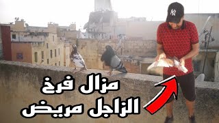 الفرخ الزاجل الأحمر لا زال يقاوم المرض 😢+ توليعة صباحية جميلة 🙏🙏