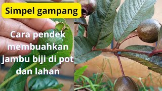 cara simpel dan gampang membuahkan jambu biji di pot dan lahan berbuah pendek