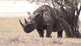 PELIGRO DE EXTINCION RINOCERONTE NEGRO