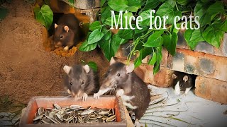 2 hours Cat Tv Rats Digging Burrows/Holes in the Sand | No ads | Videos for Cats to Watch