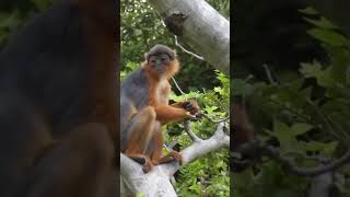 Habitat tanah borneo #viral #explore #petualangan #survival #hutan