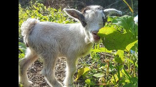 Naissance des chevreaux : présentation et sexage