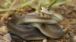 Africa's most poisonous snake | Black mamba | #shorts #blackmamba #snake #africa