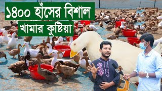 ১৪০০ হাঁসের বড় খামার কুষ্টিয়া | কুষ্টিয়া খামার | Kushtia khamr | Uddokta safollo