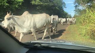 Transporte de boiada na rodovia vicinal!