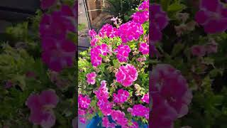 our garden #stress free #followmyyoutube